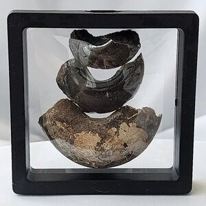 Late‎ Cretaceous Period Exogyra Oyster Fossil Devils Toenails Extinct Mached set